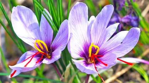 زعفران وحشی لرستان با کیفیت کنترل‌ شده و بسته‌ بندی شیک